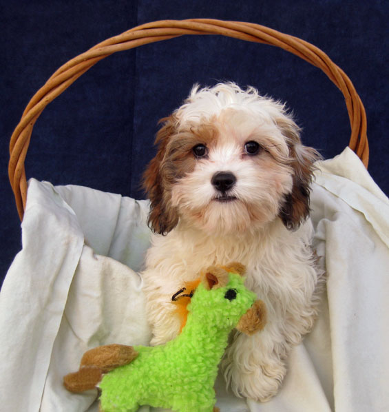 Brown and White Puppy Sitting in a Basket Next to a Green Dog Toy at Gleneden Cavachons