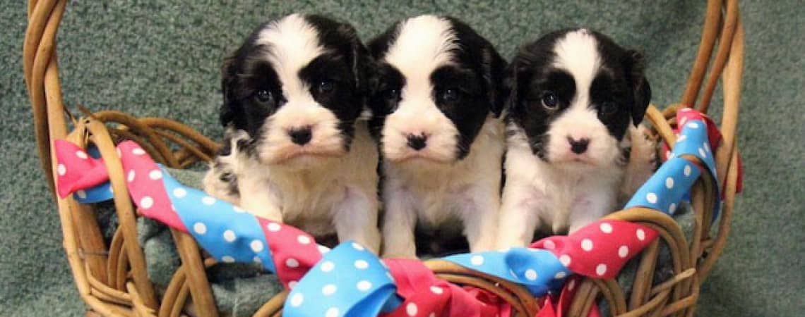 Three Cavachon Puppies in a Basket