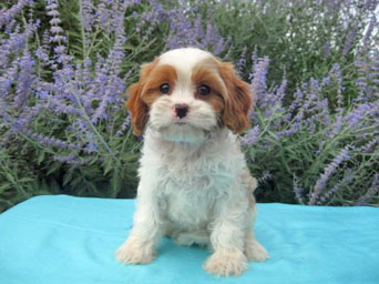 Brown and White Puppy Posing Behind a Lavender Flower Background at Gleneden Cavachons