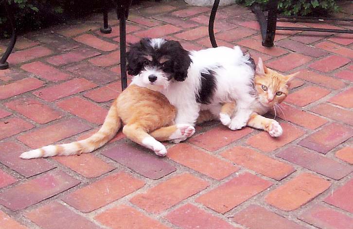 Black and White Puppy Sitting on Top of a Orange Cat at Gleneden Cavachons