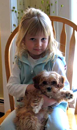 Cavanese Puppy sitting with a young girl