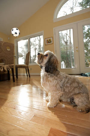 Cavachons Puppy Training in MD & VA with soccer ball