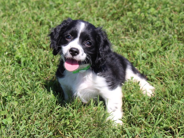 Black and White Puppy Smiling Outside at Gleneden Cavachons