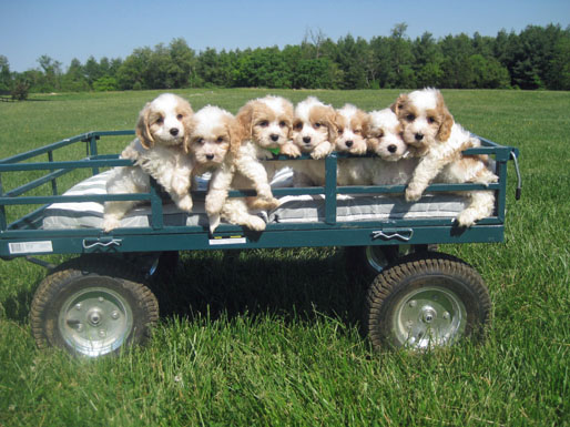 Seven Cavachon Puppies in a Green Wagon
